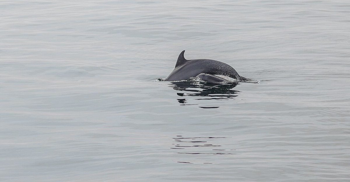 Dolphin surfacing in open ocean water