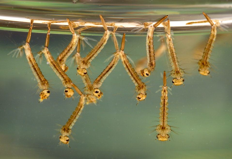 A mosquito, the insect that spreads dengue fever, in close-up